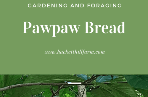 Pawpaw Bread