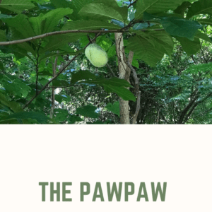 The Pawpaw Fruit