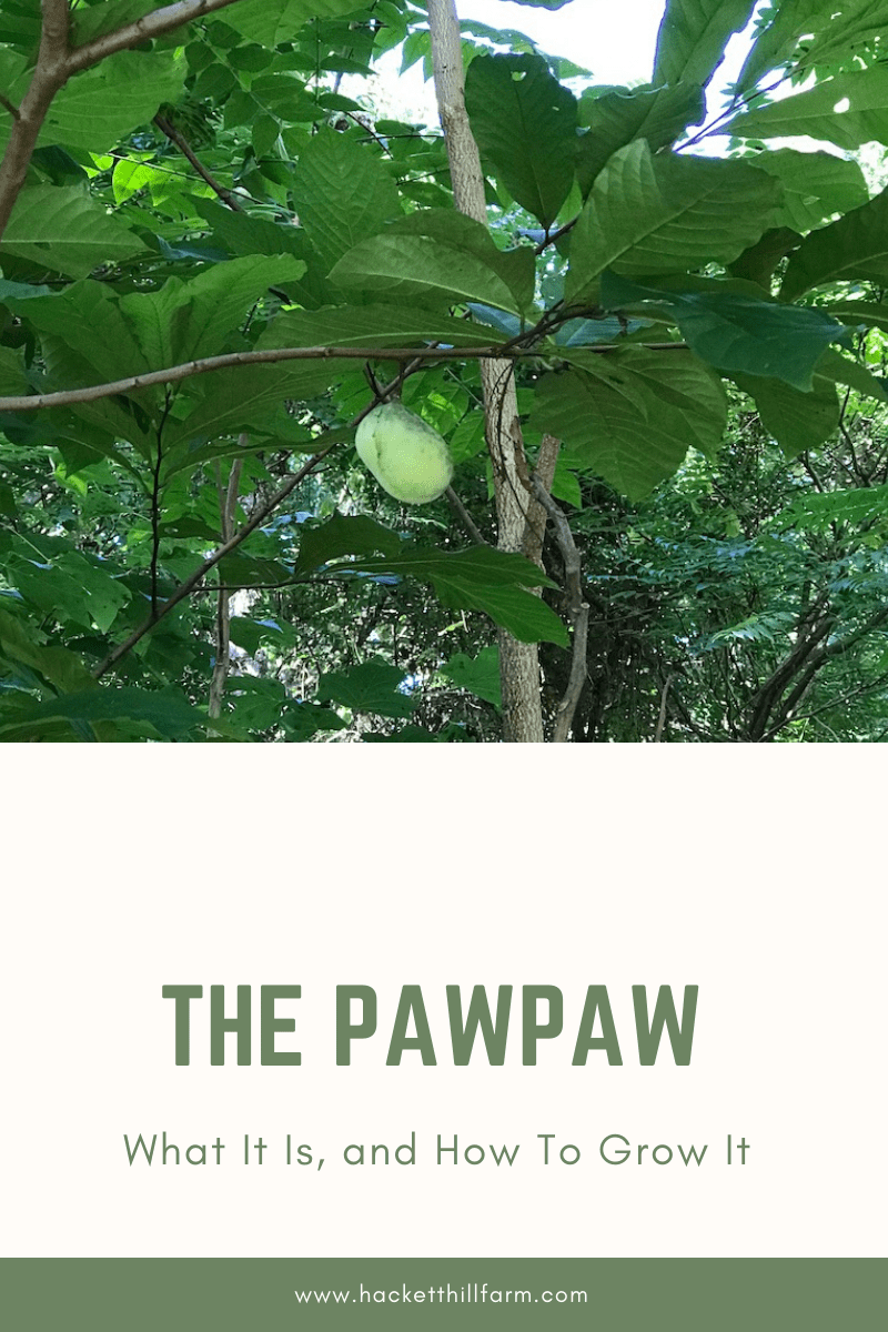The Pawpaw Fruit