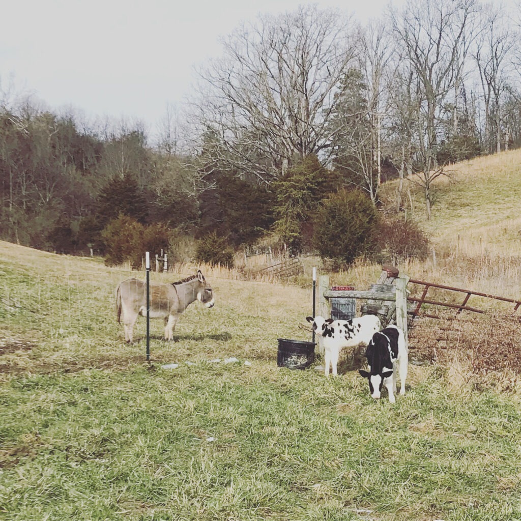 Farmhouse Renovation- Archie and Friends