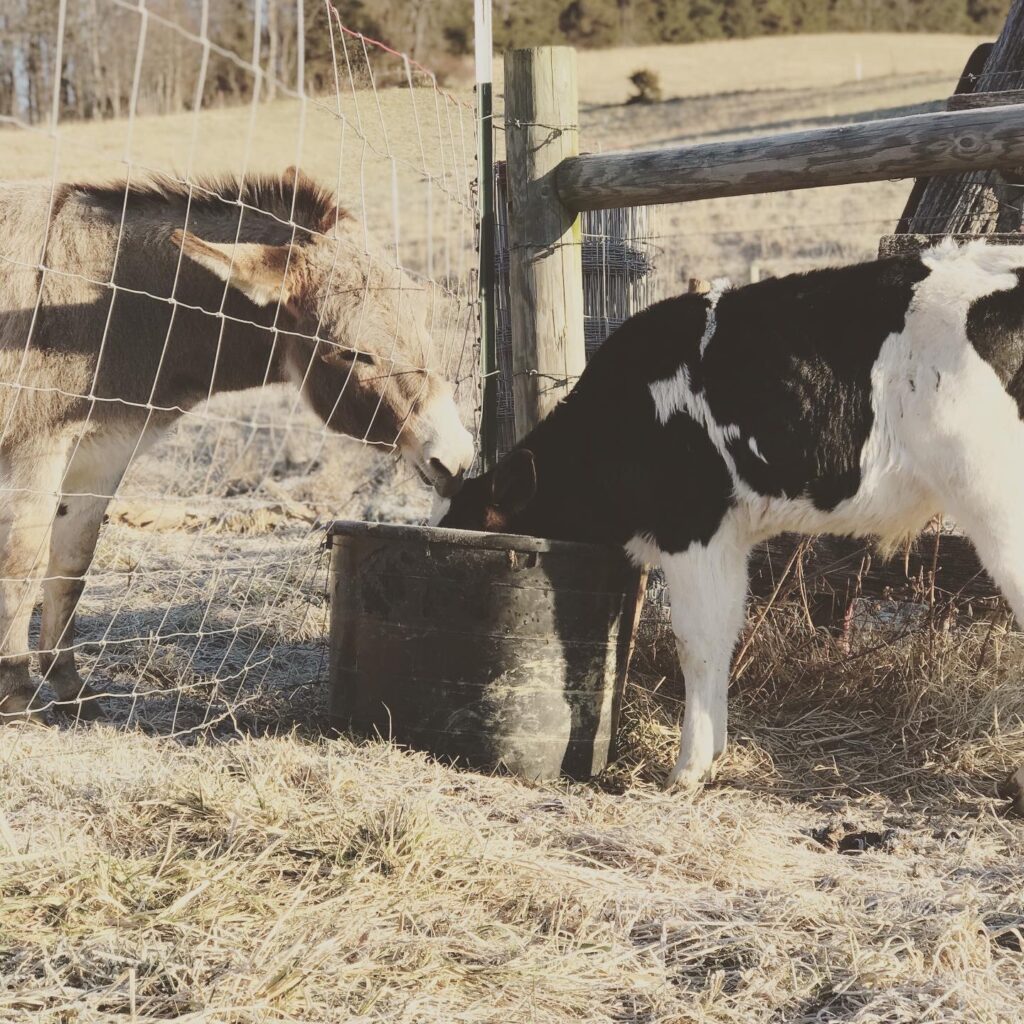 Holsteins- Archie