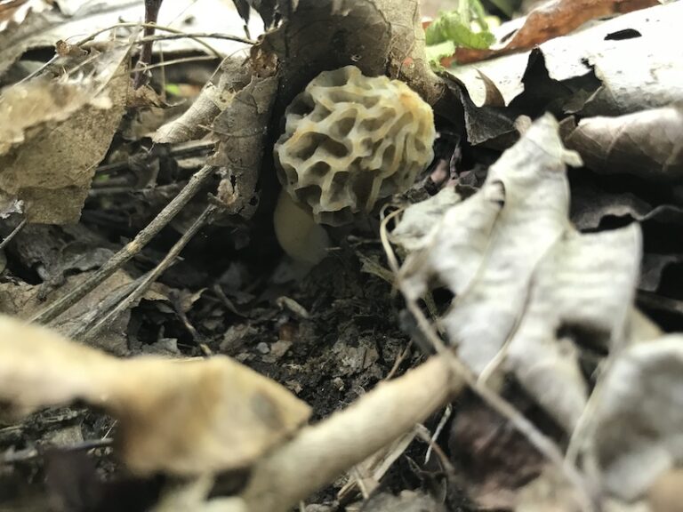Natures BountyForaging for Morels in Virginia Hackett Hill Farm