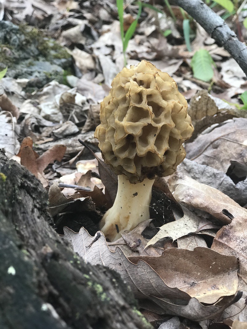 Natures BountyForaging for Morels in Virginia Hackett Hill Farm