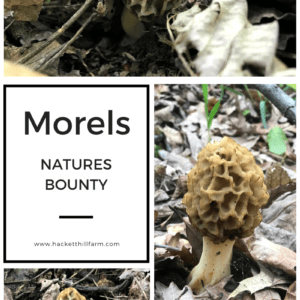 Morel Mushroom