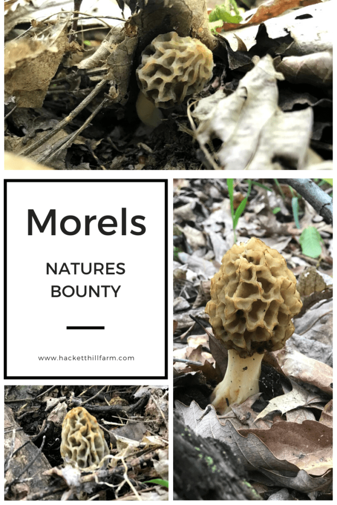 Natures BountyForaging for Morels in Virginia Hackett Hill Farm