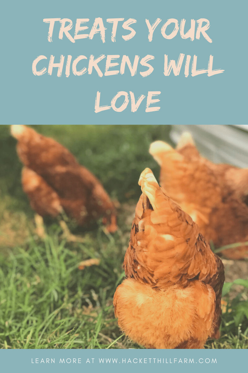 treats for chickens