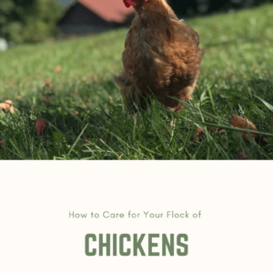 Care for your flock-feature