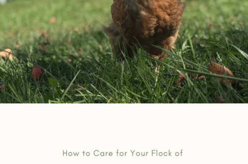 Care for your flock-feature
