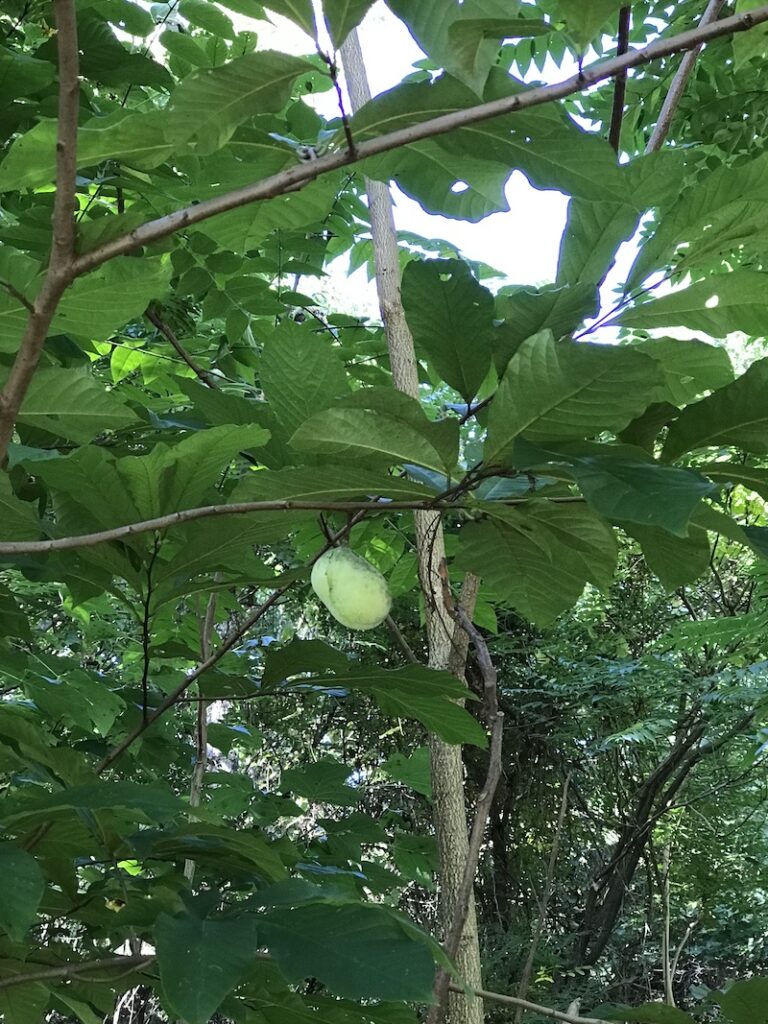Pawpaw fruit in a pawpaw tree