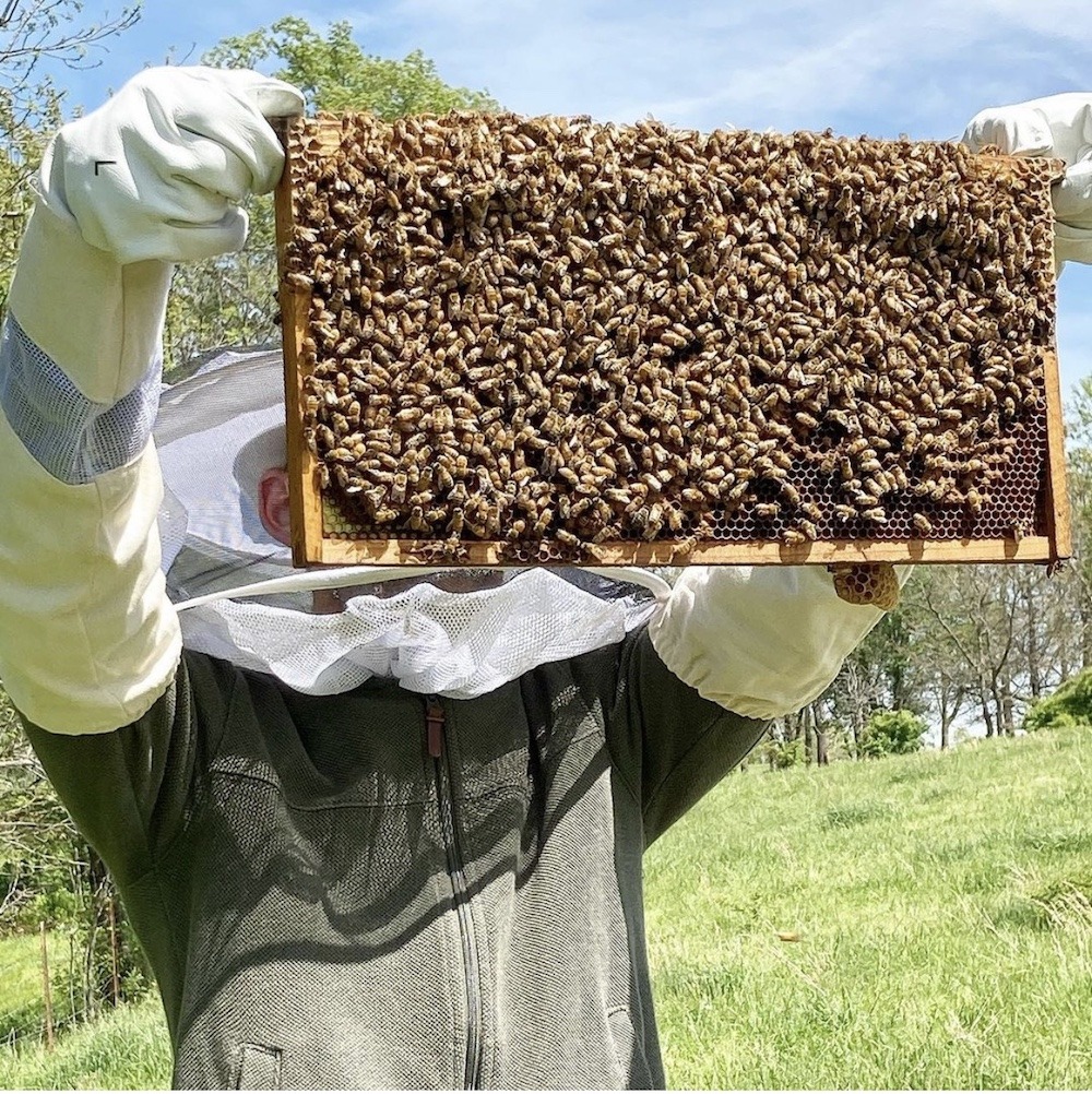 taking honey from the hive