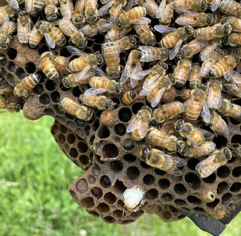 Honey bees hard at work