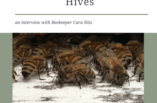 winterizing a bee hive