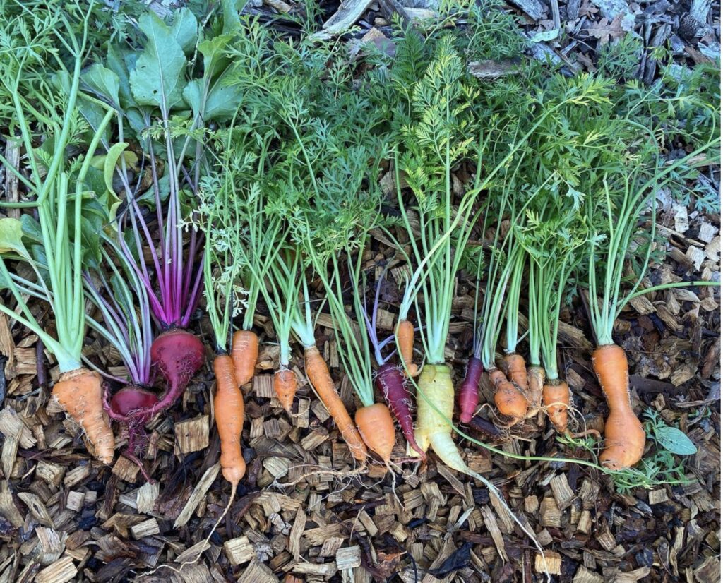 root veggies in a fall garden