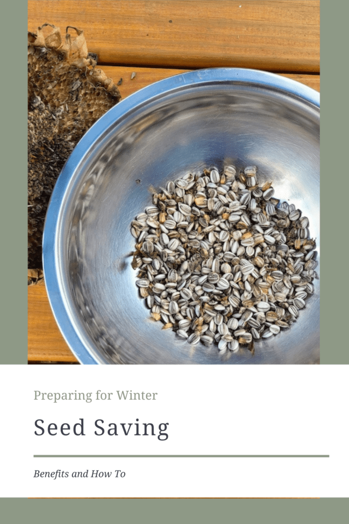 Pinterest Seed Saving