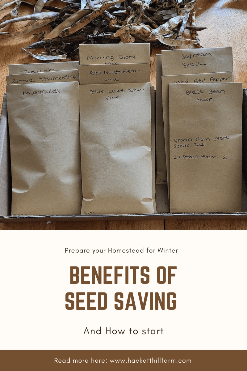 seed saving and its benefits with how to