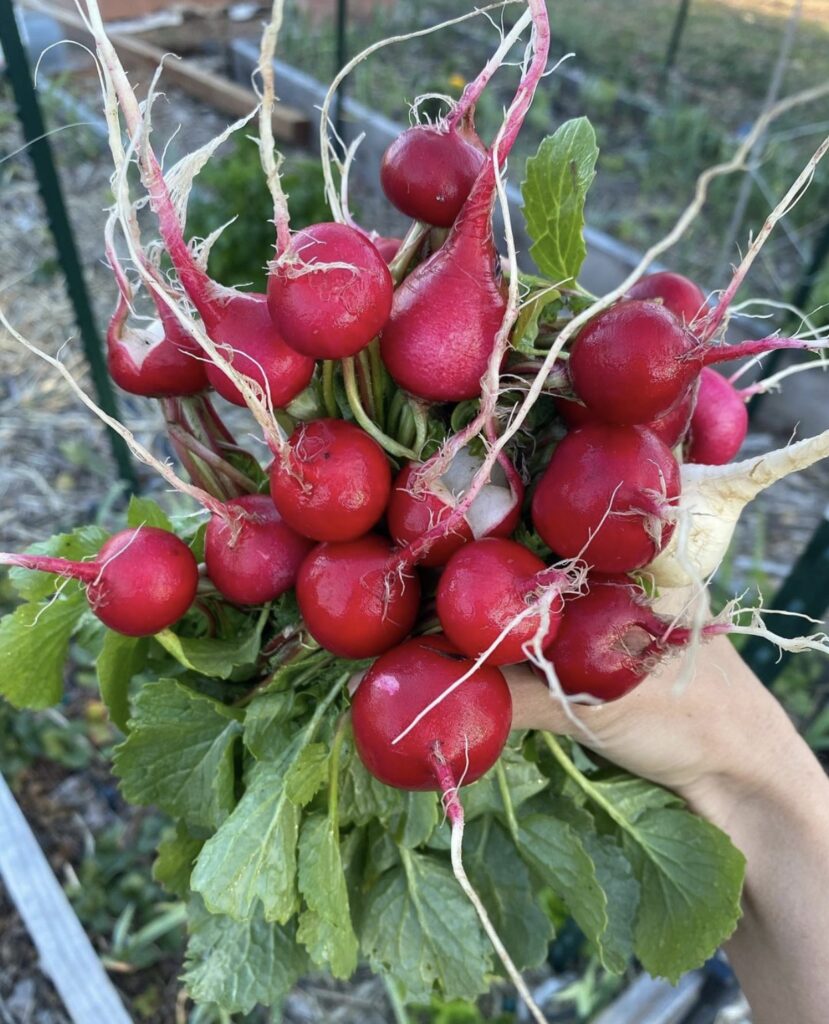 radishes from a fall garden