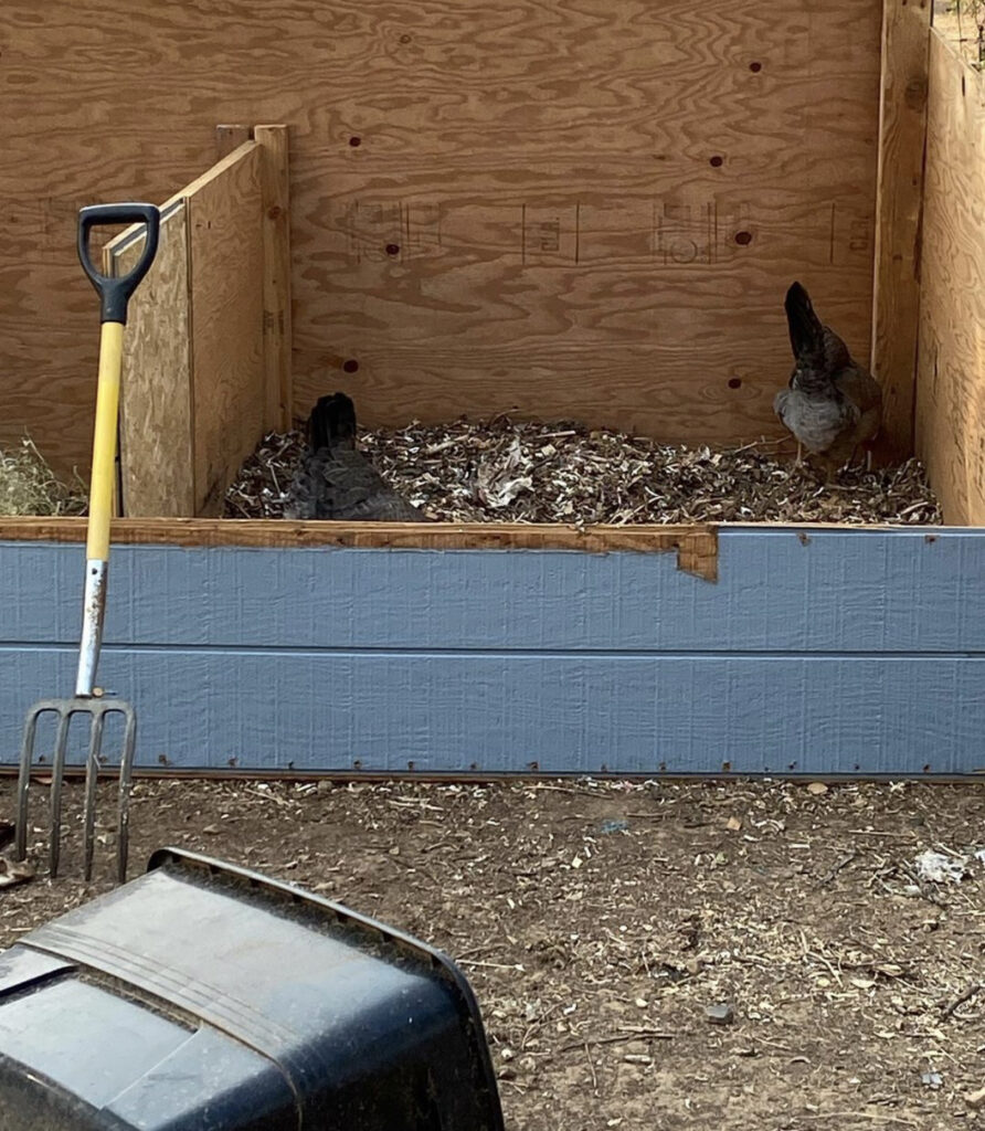 Chickens turning compost