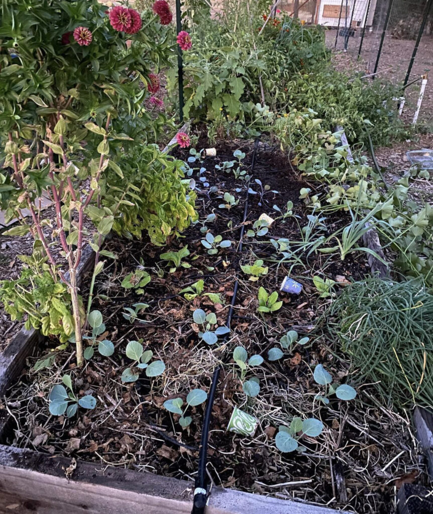 raised garden bed with irrigation