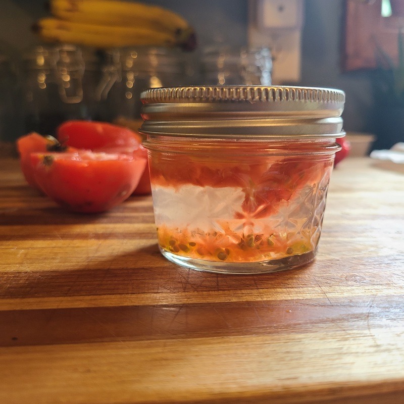 Tomato seeds fermenting for saving
