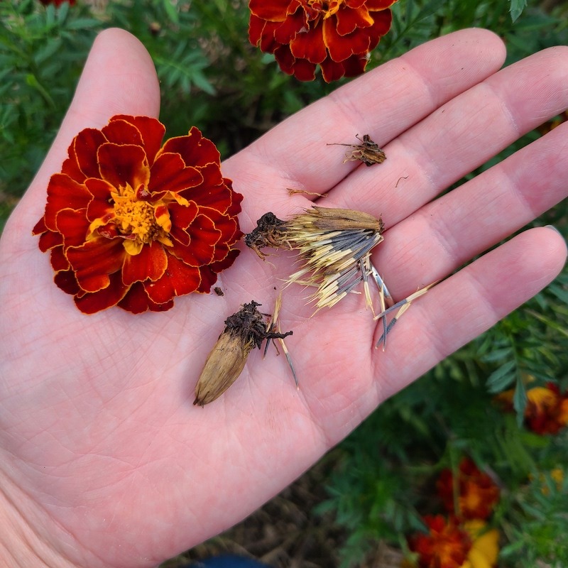 seed saving is easy with marigolds