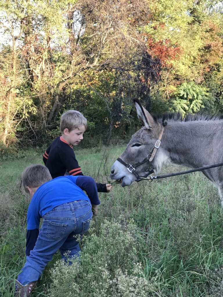 Donkey and kids