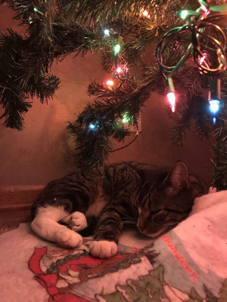 Christmas Cat Christmas Eve Traditions