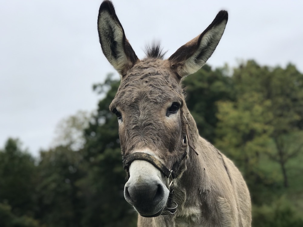 Donkey face- how to care for your donkey