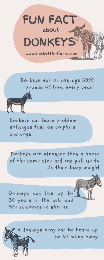 donkey infographic