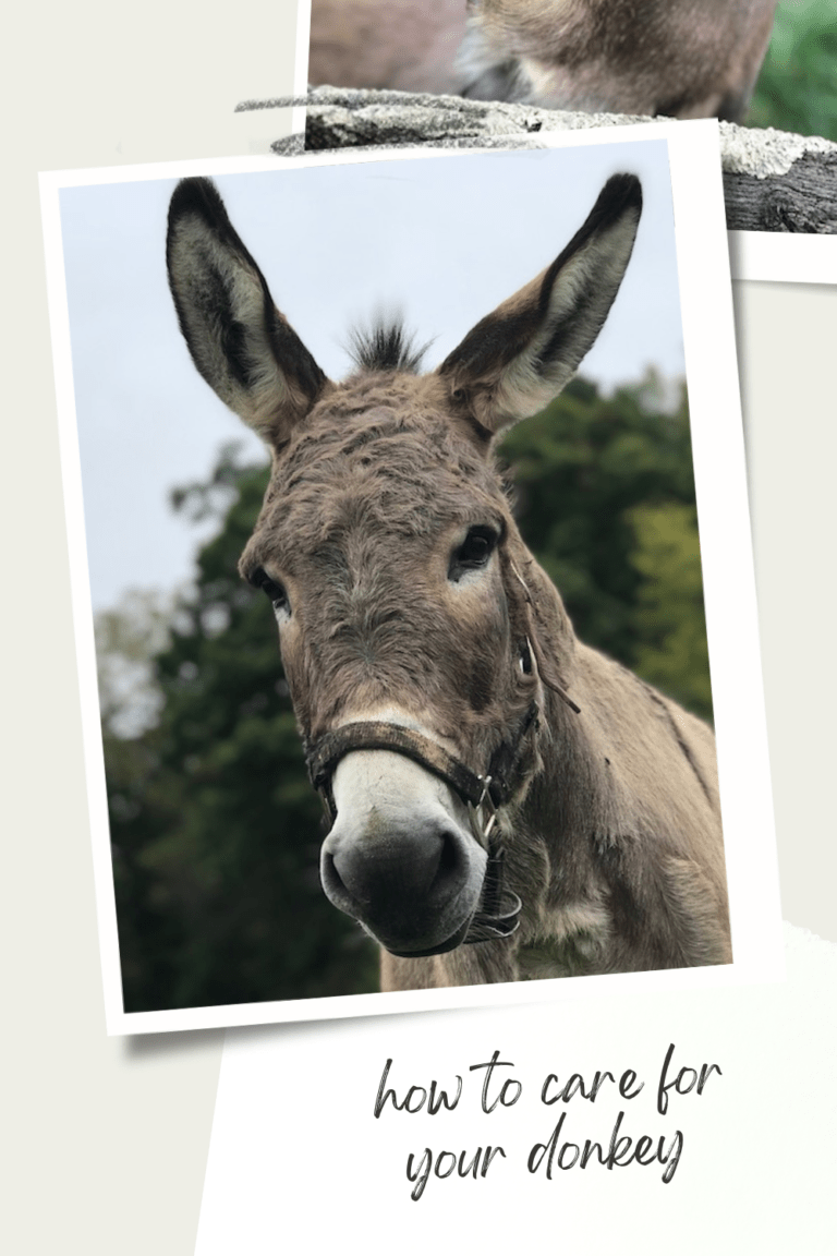 How to Care for Your Donkey – A Homesteader’s Guide | Hackett Hill Farm