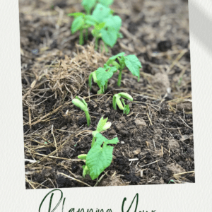 Homestead Garden