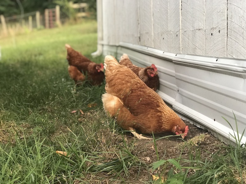 Start a homestead with chickens