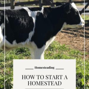 How to start a homestead