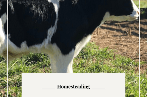How to start a homestead