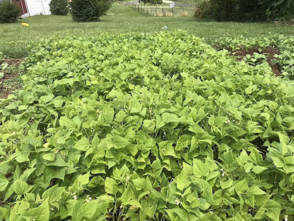 Start a homestead garden