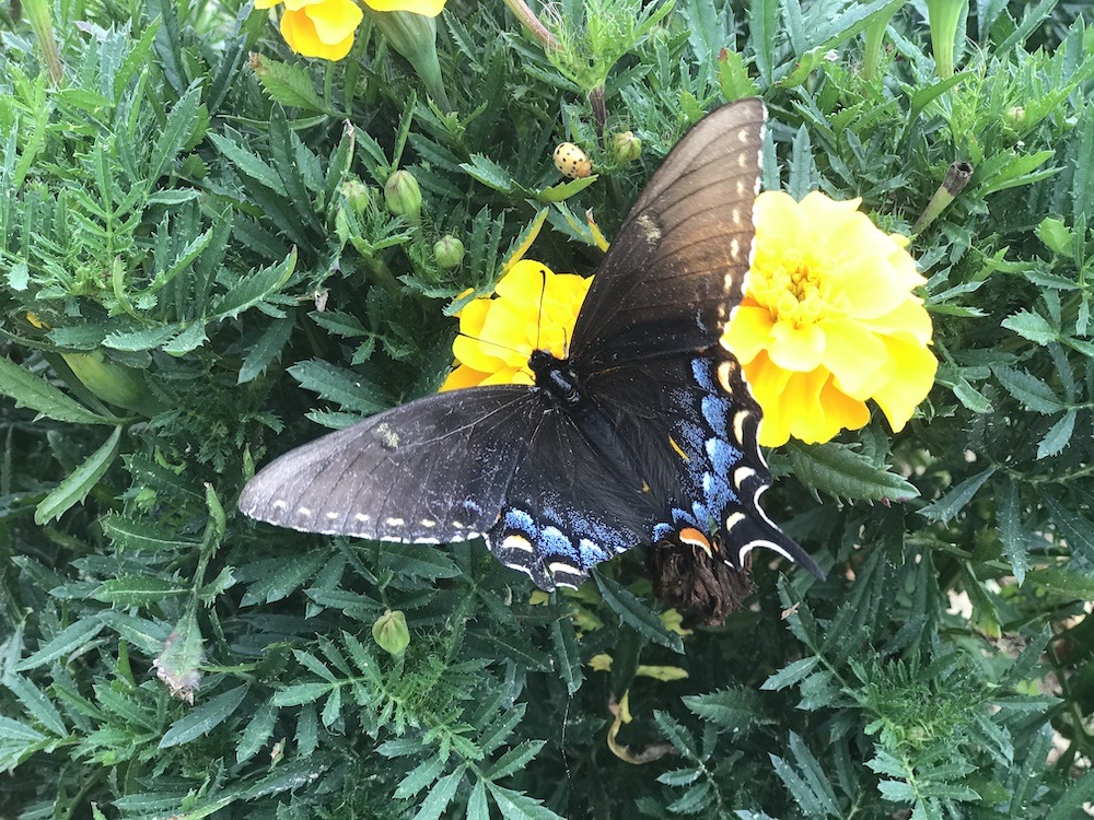 butterfly pollinator