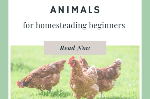 Best Animals for Homesteading Beginners