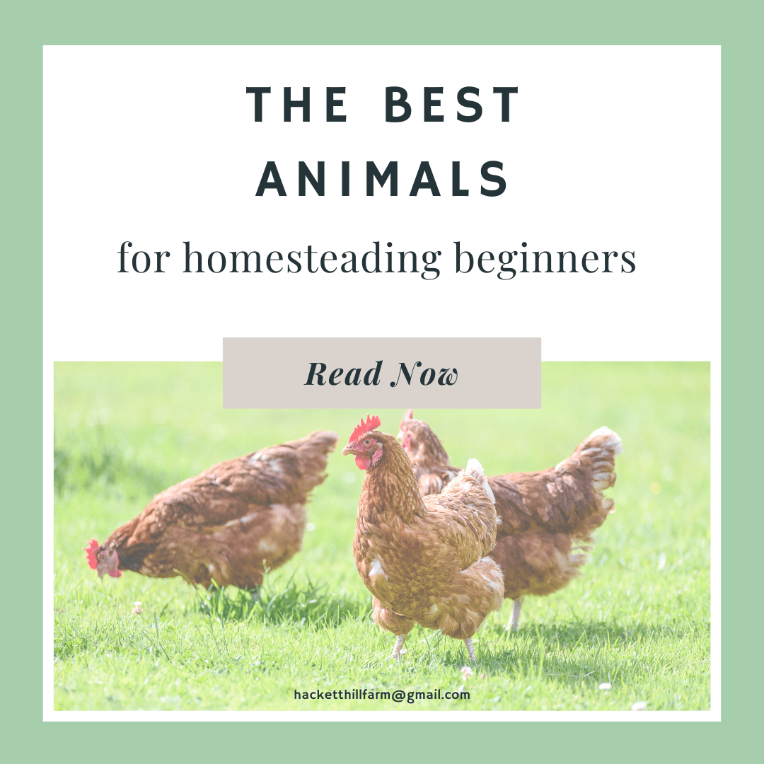 Best Animals for Homesteading Beginners