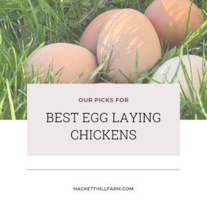 cover page for the best egg laying chickens, eggs in grass