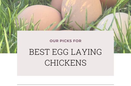 cover page for the best egg laying chickens, eggs in grass