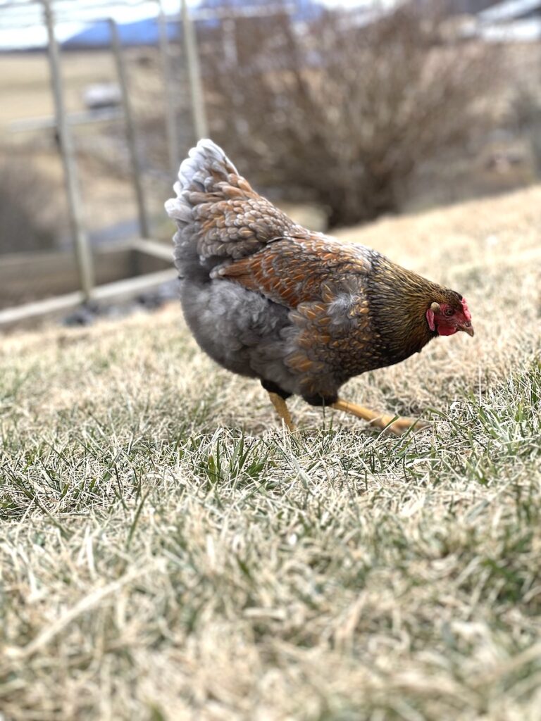 Golden Laced Wynadotte Chicken foraging in the grass is our number 5 pick for the best egg laying chickens