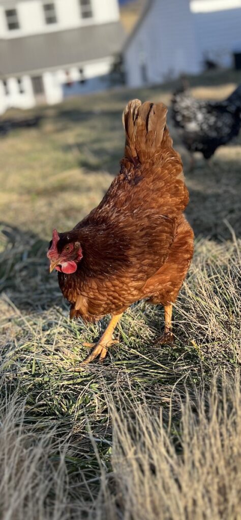 Rhode Island Red Chicken Free Ranging in the Field