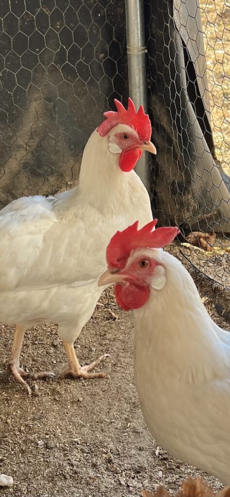 Two White Leghorn Chickens in Coop