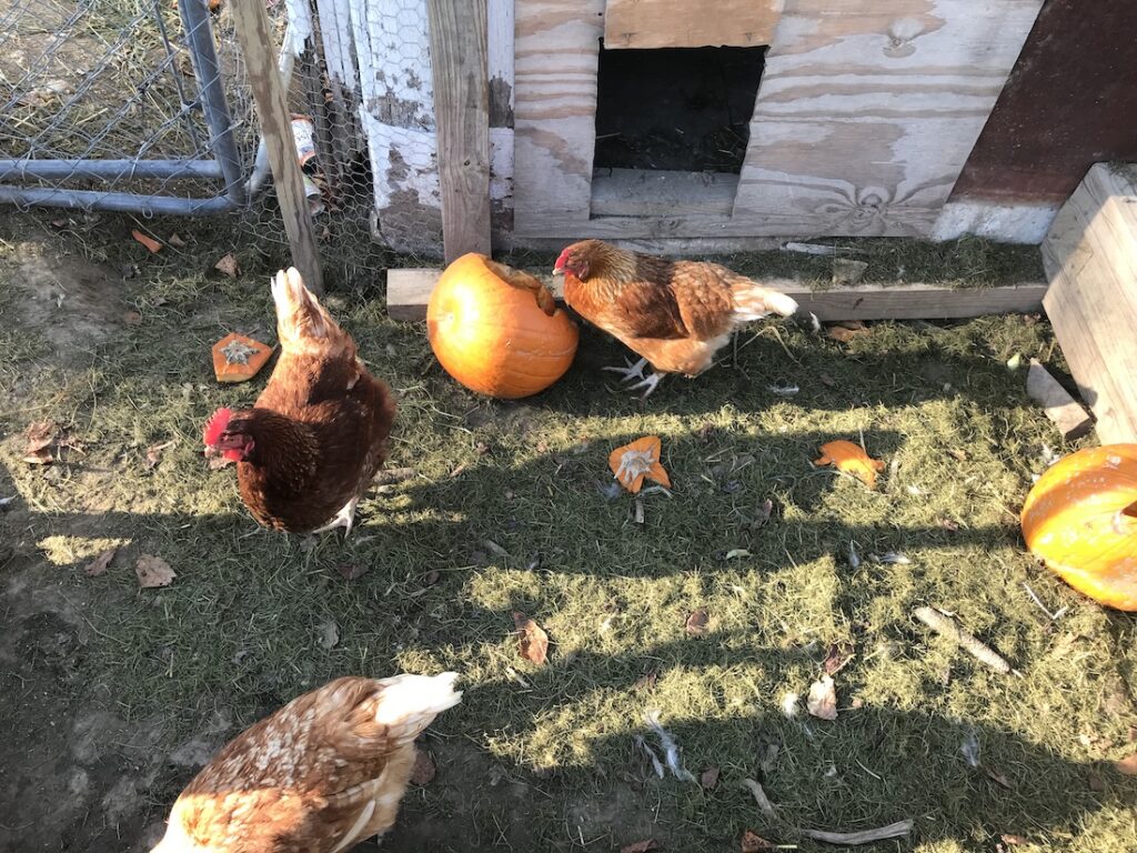 Chickens eating pumpkins