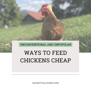 Ways to Feed Chickens Cheap