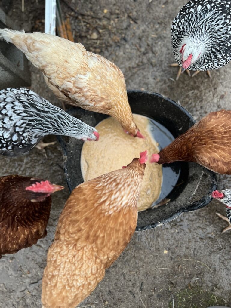 Chickens enjoying fermented feed