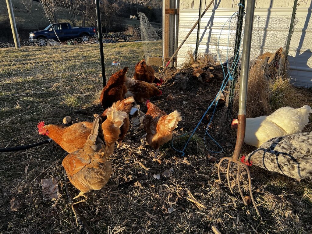 chickens turning compost