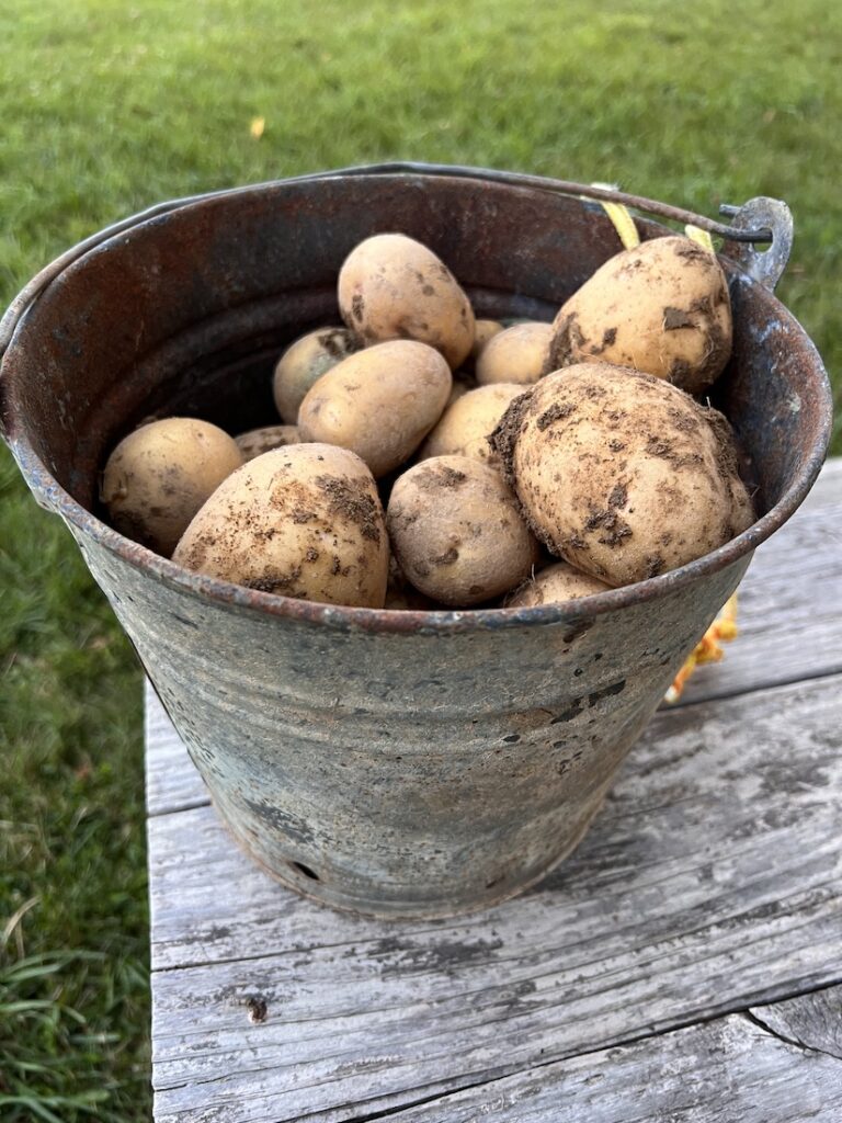 pail of potatoes