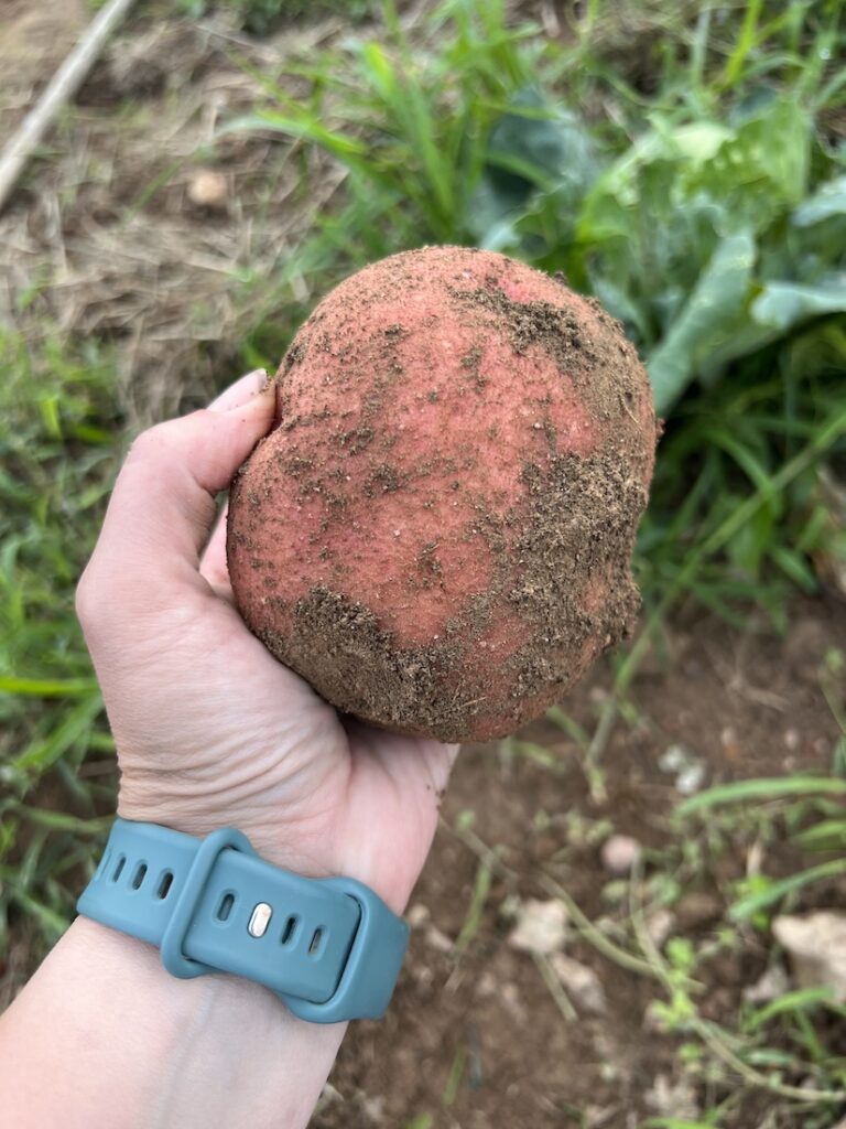 Large Red Potato