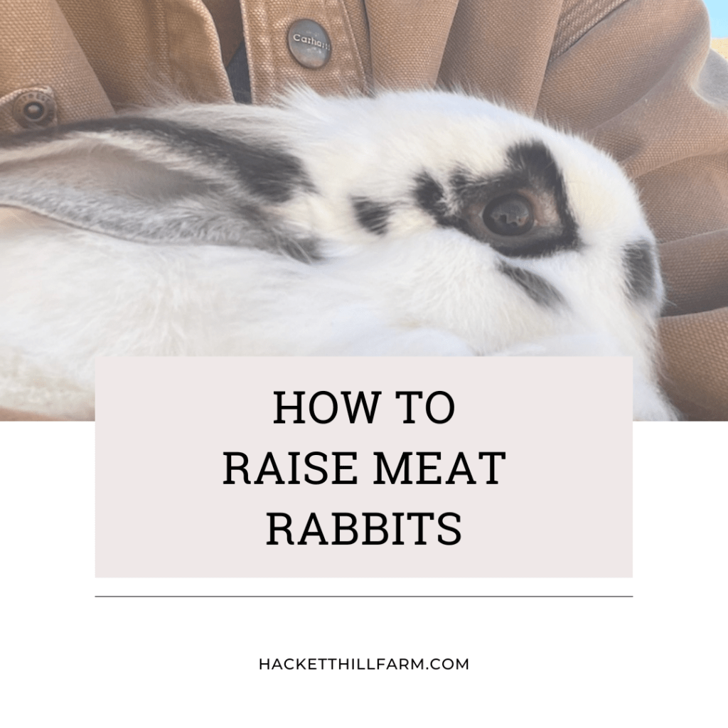 How To Raise Meat Rabbits Hackett Hill Farm