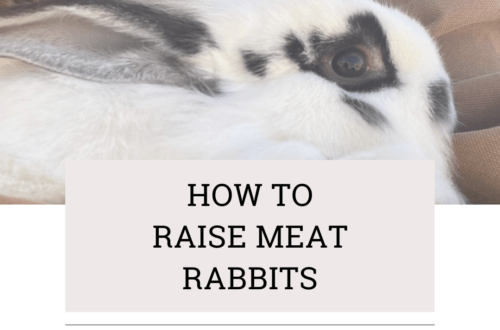 meat rabbit